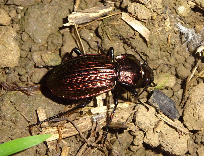 Carabus ulrichii - rezes futrinka Carabus ulrichii - rezes futrinka