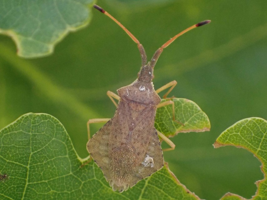 Syromastus rhombeus - vitorlás karimáspoloska