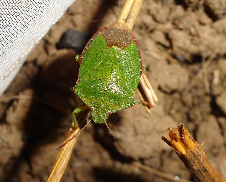 Palomena prasina - zöld bogyómászó-poloska Palomena prasina - zöld bogyómászó-poloska