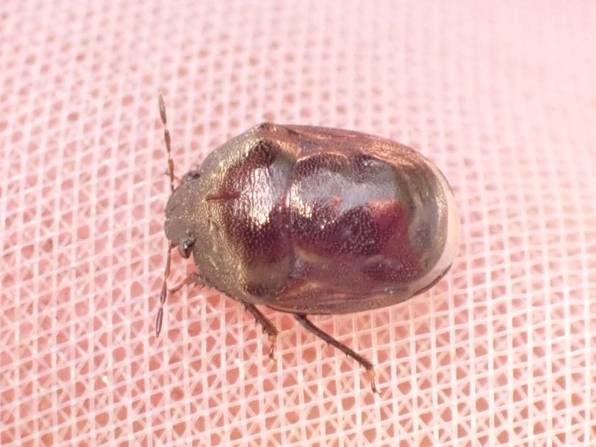 Thyreocoris