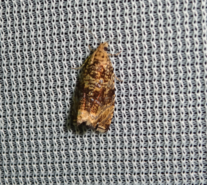Celypha lacunana - vízparti tükrösmoly