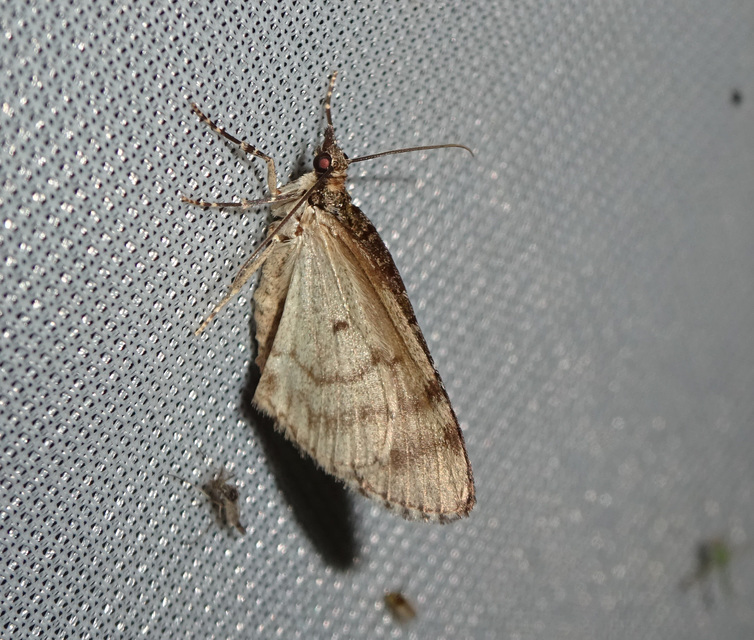 Hydriomena impluviata - égerfa-araszoló