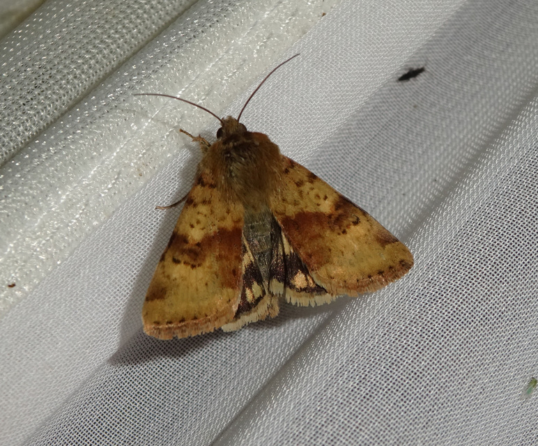 Heliothis viriplaca - mácsonyabagoly
