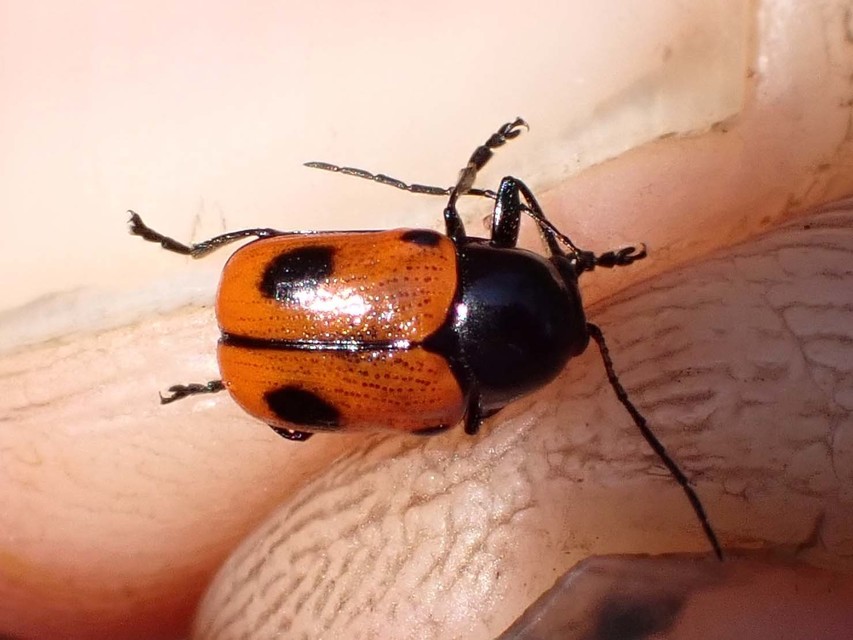 Cryptocephalus bipunctatus - kétpettyes zömökbogár