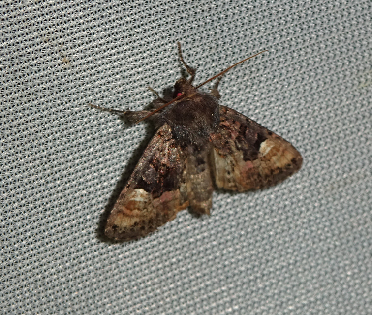 Euplexia lucipara - szeder-csipkésbagoly