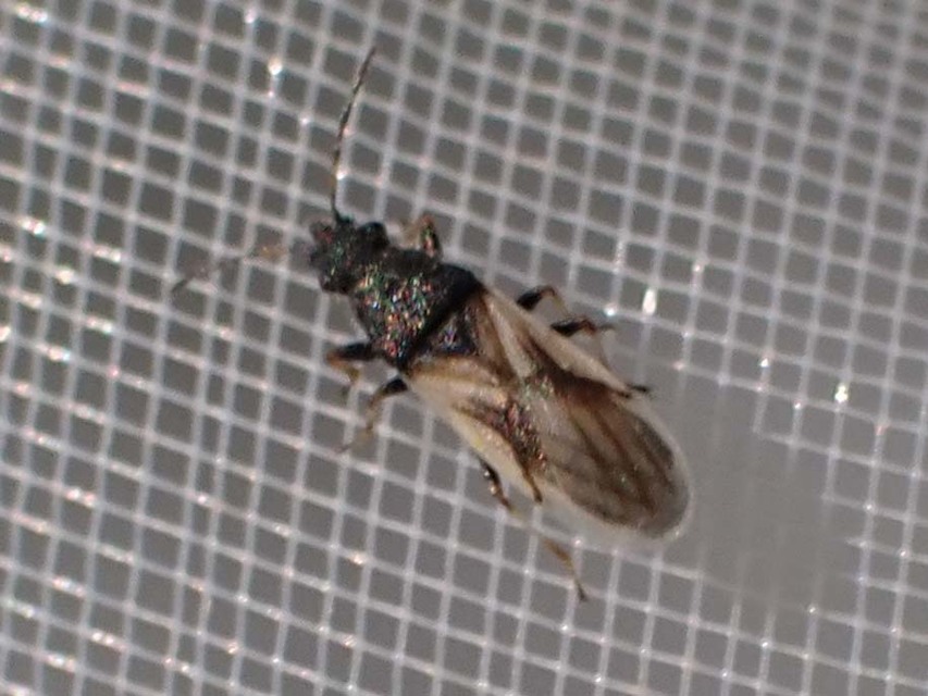 Metopoplax origani - szélesfejű bodobács