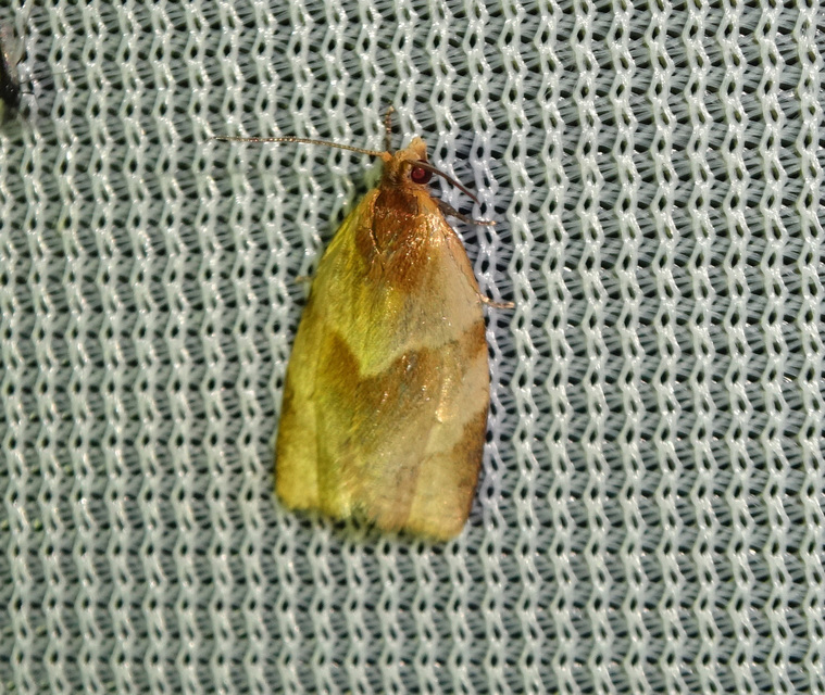 Clepsis rurinana - fakó sodrómoly