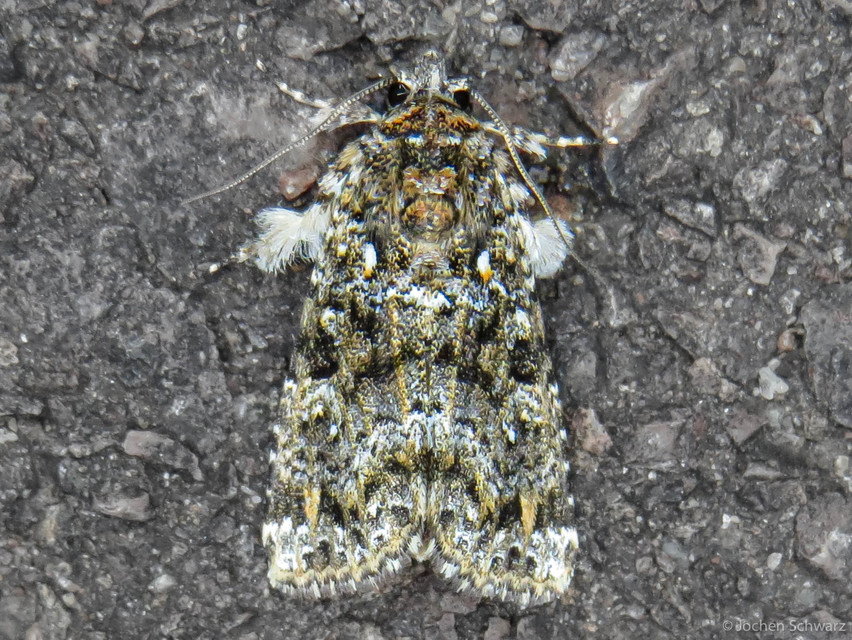 Callopistria latreillei - gyöngypettyes bagoly