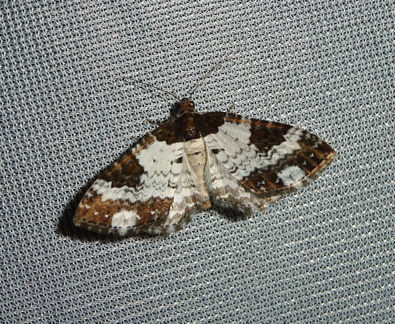 Melanthia procellata - hullámos tarkaaraszoló