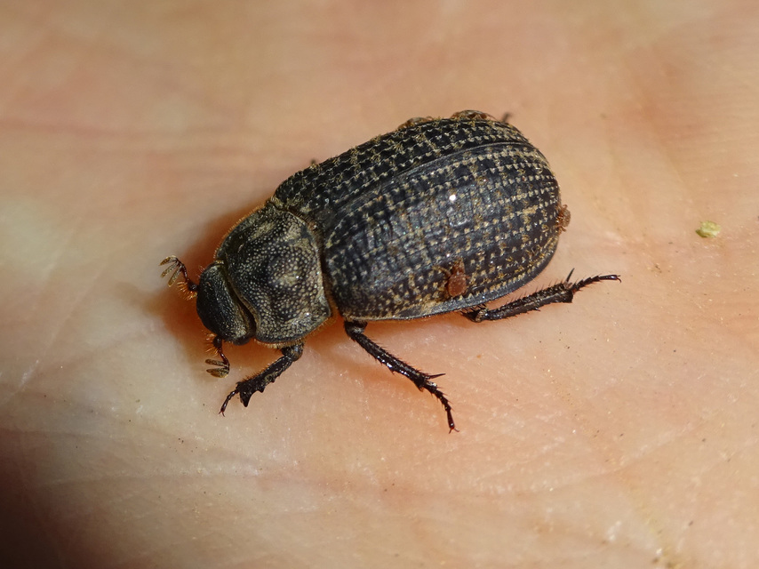 Trox cadaverinus - nagy irhabogár