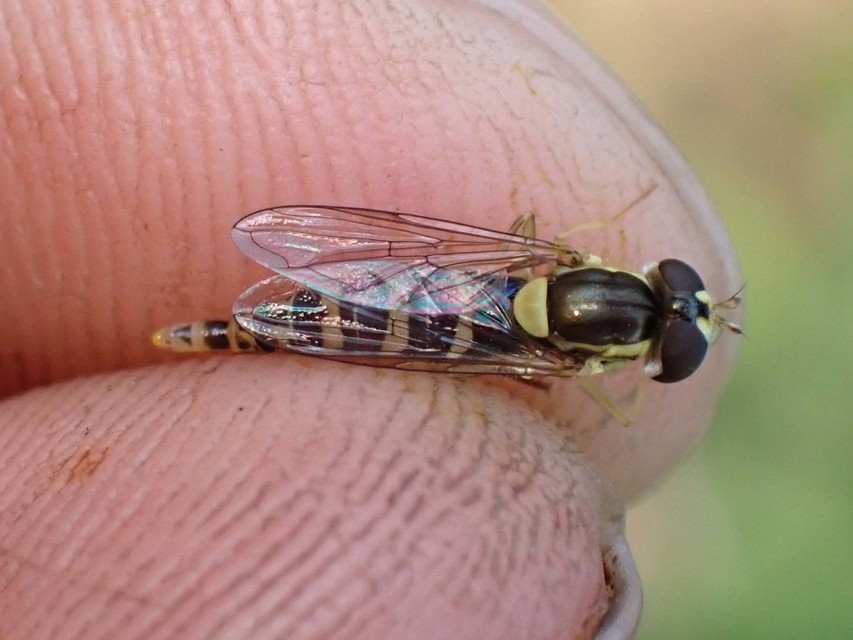 Sphaerophoria