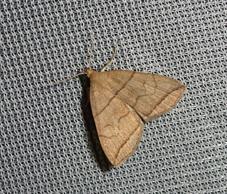 Herminia grisealis - ligeti karcsúbagoly