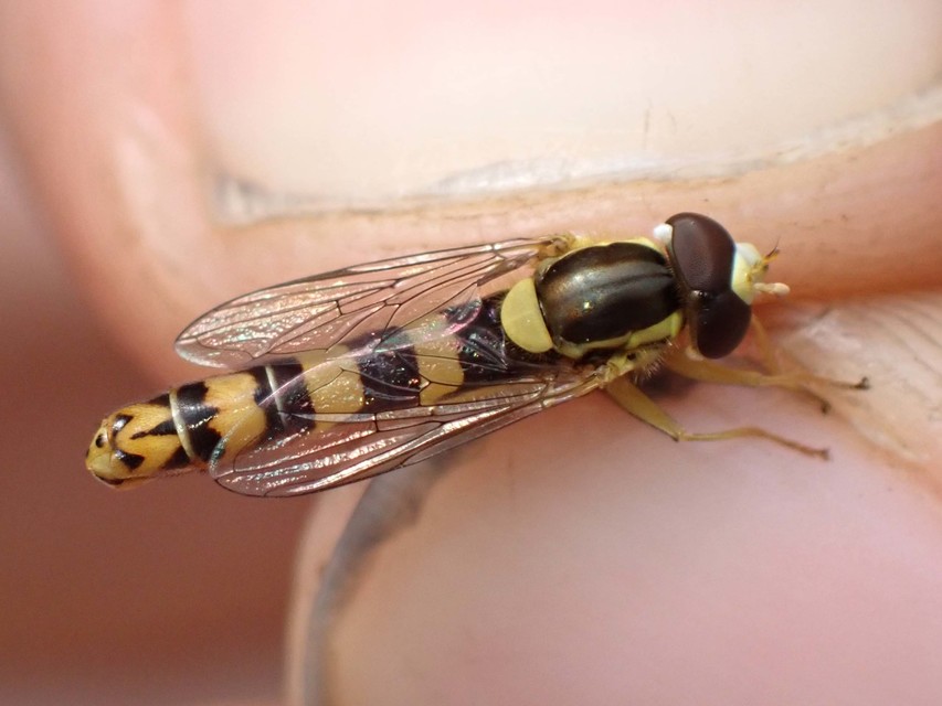 Sphaerophoria