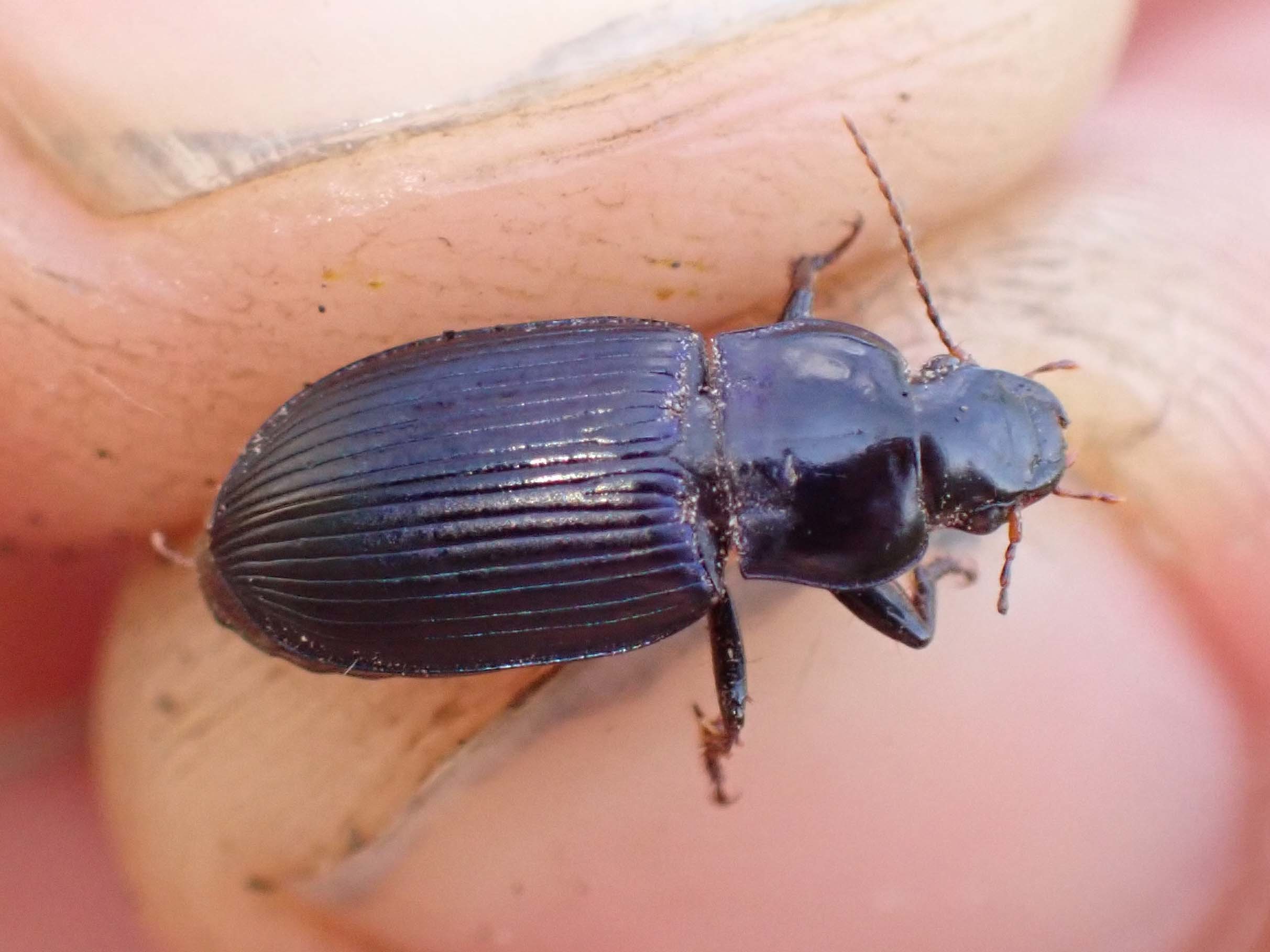 Harpalus honestus - azúrkék lomhafutó