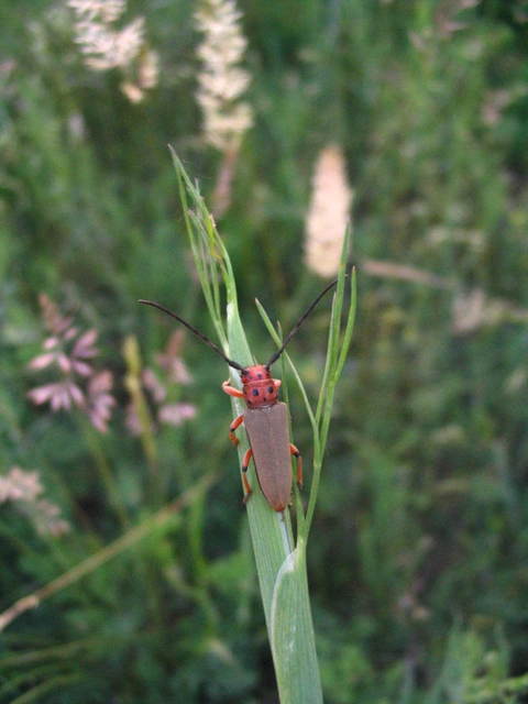 Phytoecia argus - árgusszemű cincér