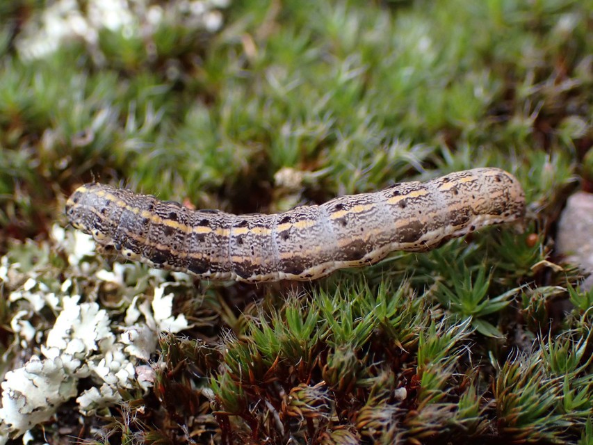 Orthosia miniosa - sárgás barkabagoly