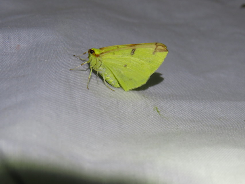 Opisthograptis luteolata - citromsárga araszoló