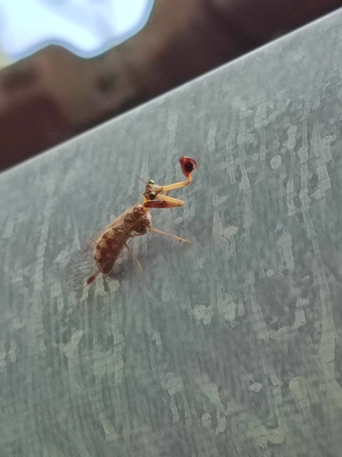 Mantispa styriaca - kétszínű fogólábú-fátyolka