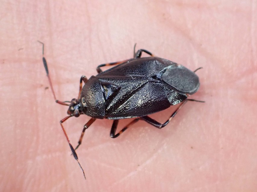 Deraeocoris trifasciatus - nagy mezeipoloska