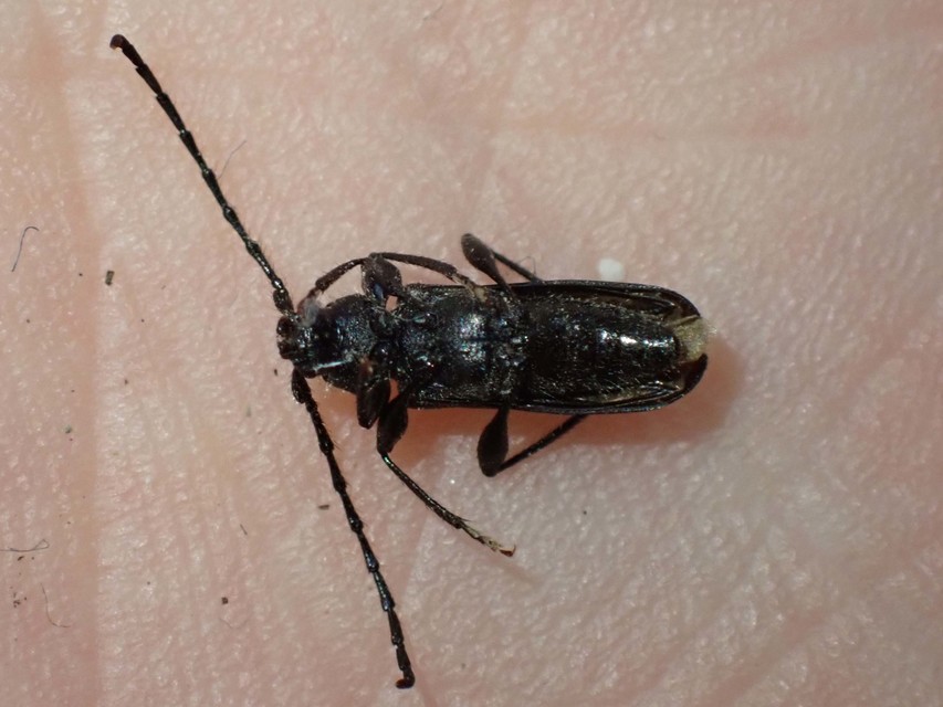 Ropalopus macropus - kis facincér Ropalopus macropus - kis facincér