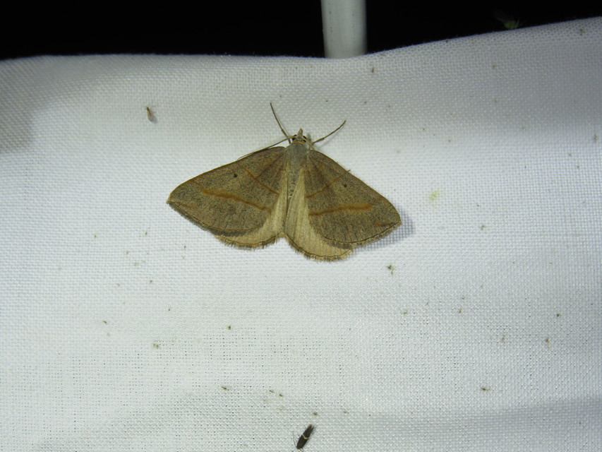 Scotopteryx mucronata/luridata/ignorata