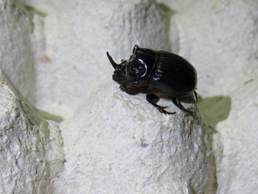 Copris lunaris - közönséges holdszarvú-ganéjtúró