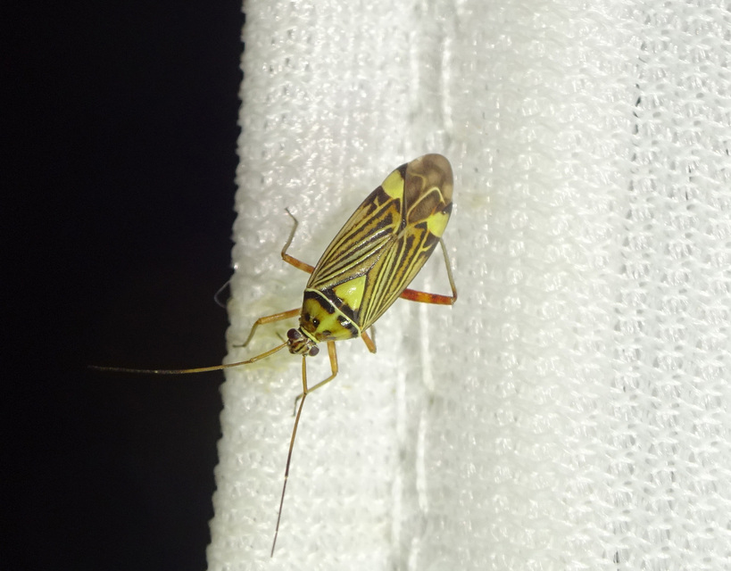 Rhabdomiris striatellus - zebra-mezeipoloska