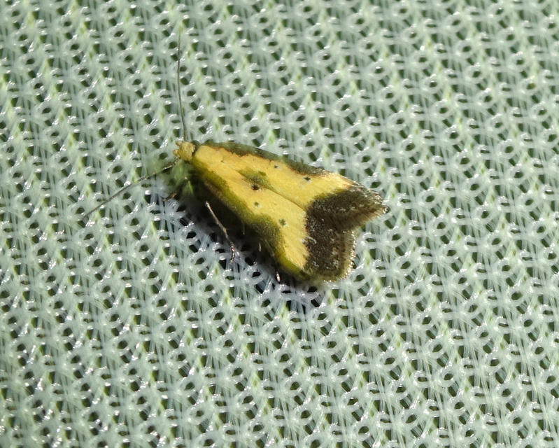 Brachmia dimidiella - citromkocsord-lápimoly