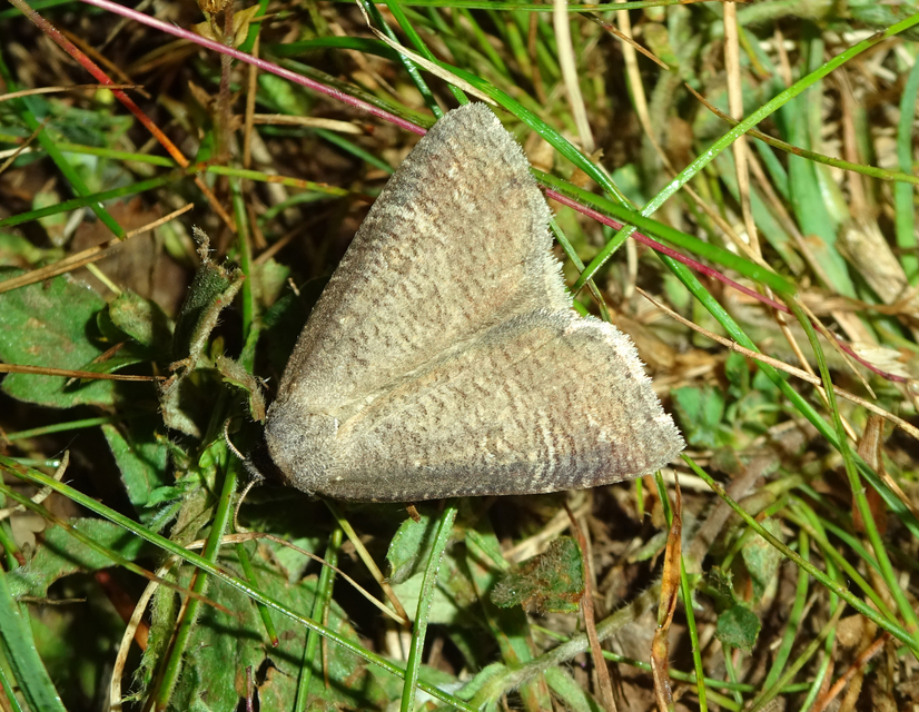 Lygephila procax - fekete csüdfűbagoly