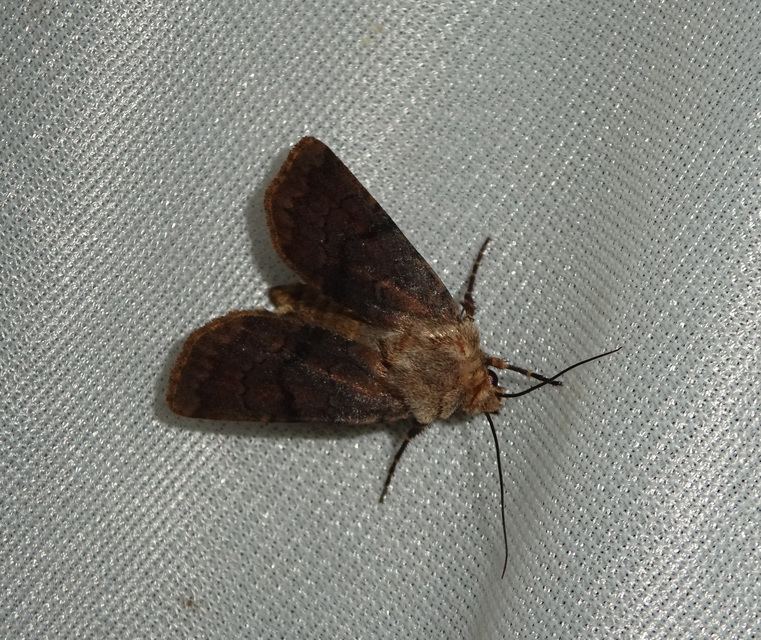 Agrotis cinerea - szürkés földibagoly