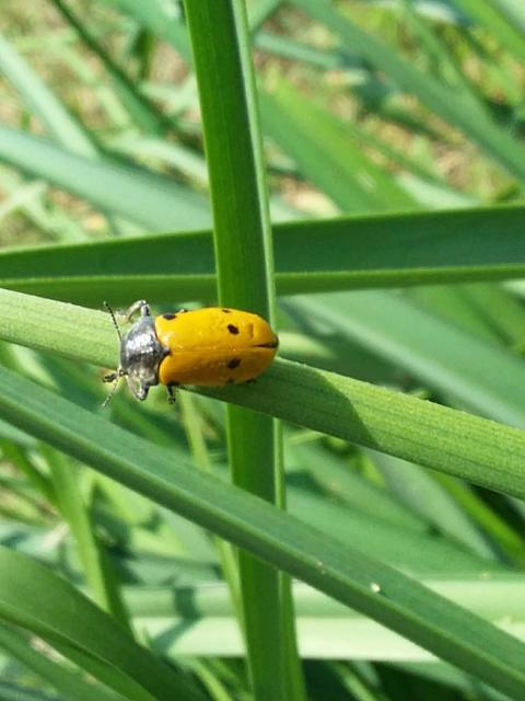 Lachnaia sexpunctata - szőrösnyakú zsákhordóbogár