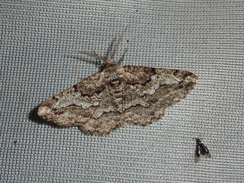 Synopsia sociaria - ürömaraszoló