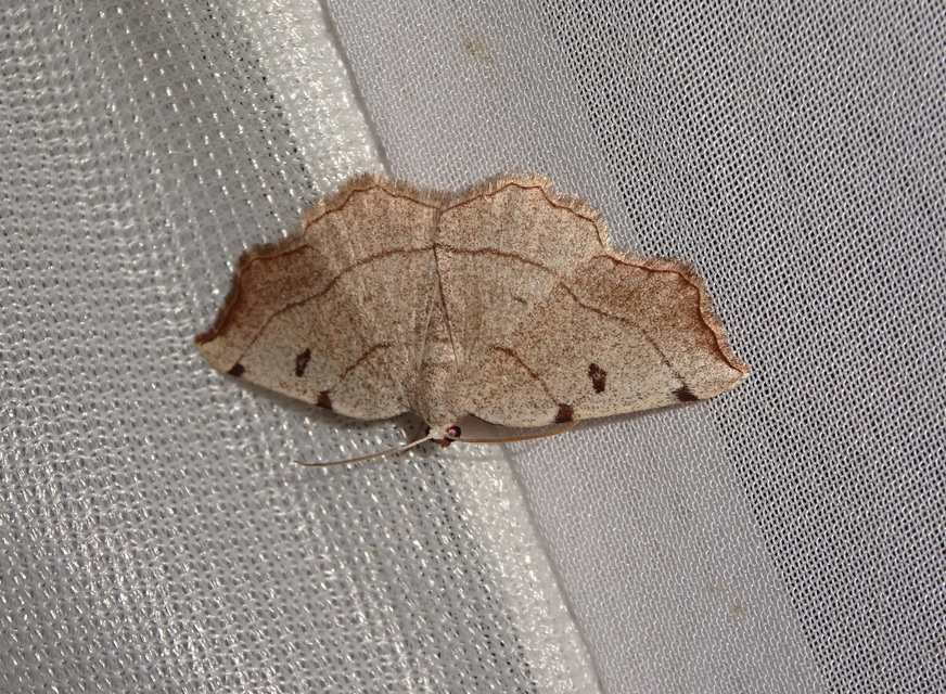 Eilicrinia trinotata - háromjegyű araszoló
