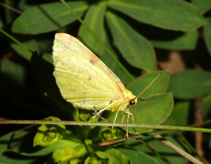 Opisthograptis luteolata - citromsárga araszoló