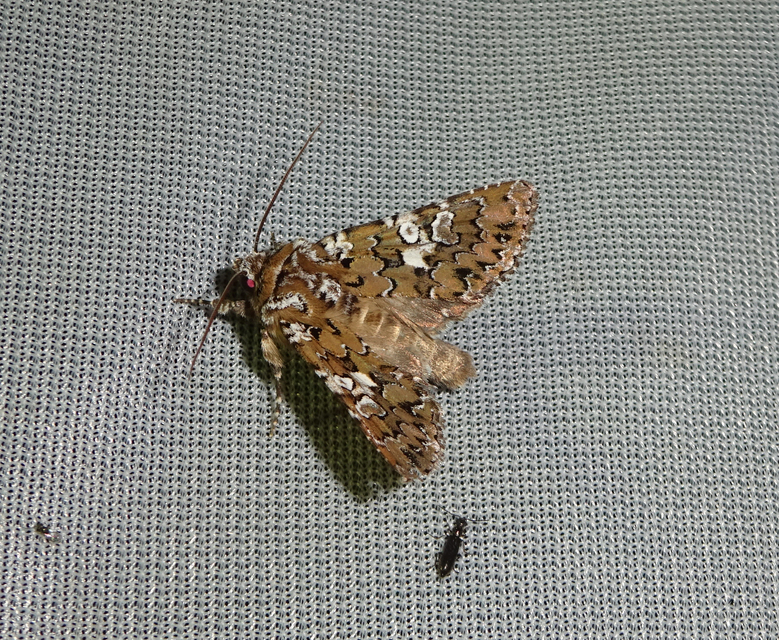 Hadena albimacula - fehérpettyes szegfűbagoly
