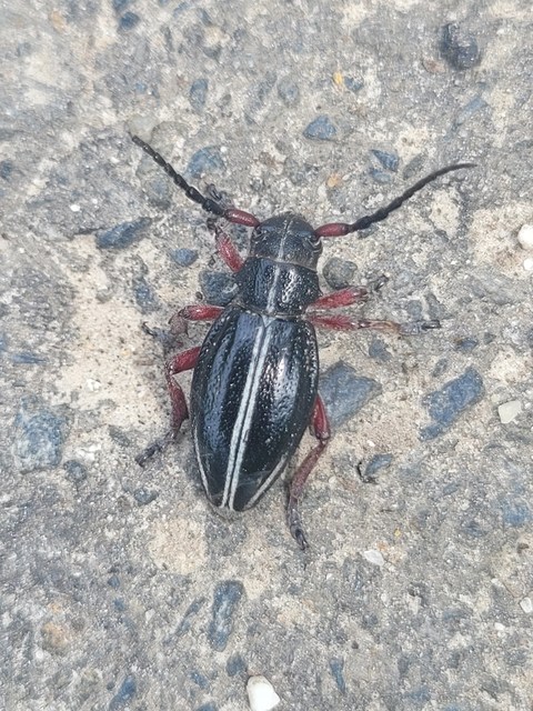 Dorcadion pedestre - kétsávos gyalogcincér