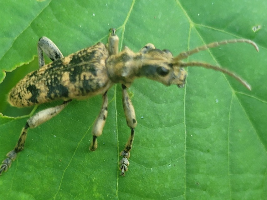 Rhagium sycophanta - tölgyes-tövisescincér
