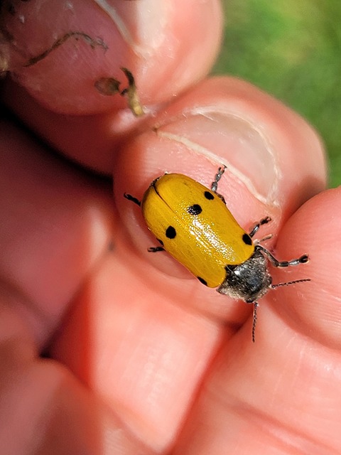Lachnaia sexpunctata - szőrösnyakú zsákhordóbogár