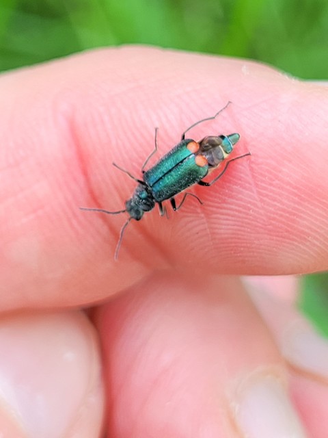 Malachius bipustulatus - kétfoltos bibircsesbogár