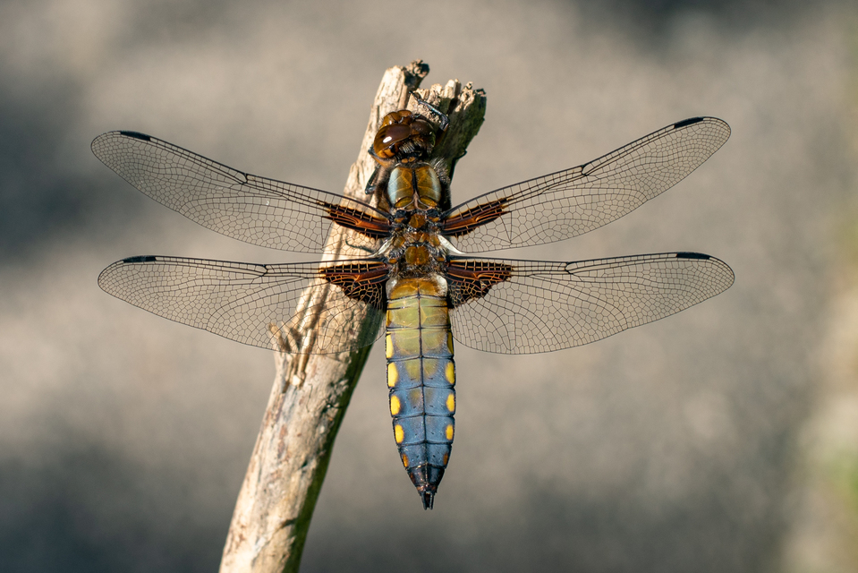 Libellula depressa - széles laposacsa
