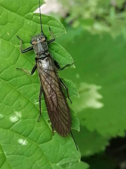 Plecoptera - Álkérészek