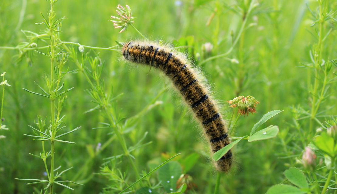 Lasiocampa quercus - tölgyfaszövő