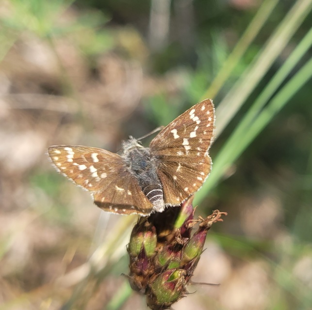 Spialia orbifer - törpe busalepke
