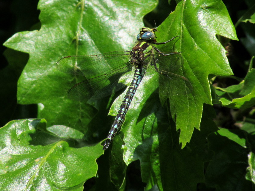 Brachytron pratense - szőrös karcsúacsa