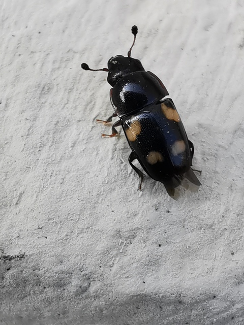 Glischrochilus quadrisignatus - amerikai fénybogár Glischrochilus quadrisignatus - amerikai fénybogár