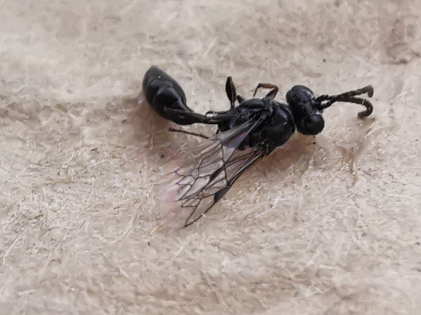 Isodontia mexicana - mexikói fűdarázs