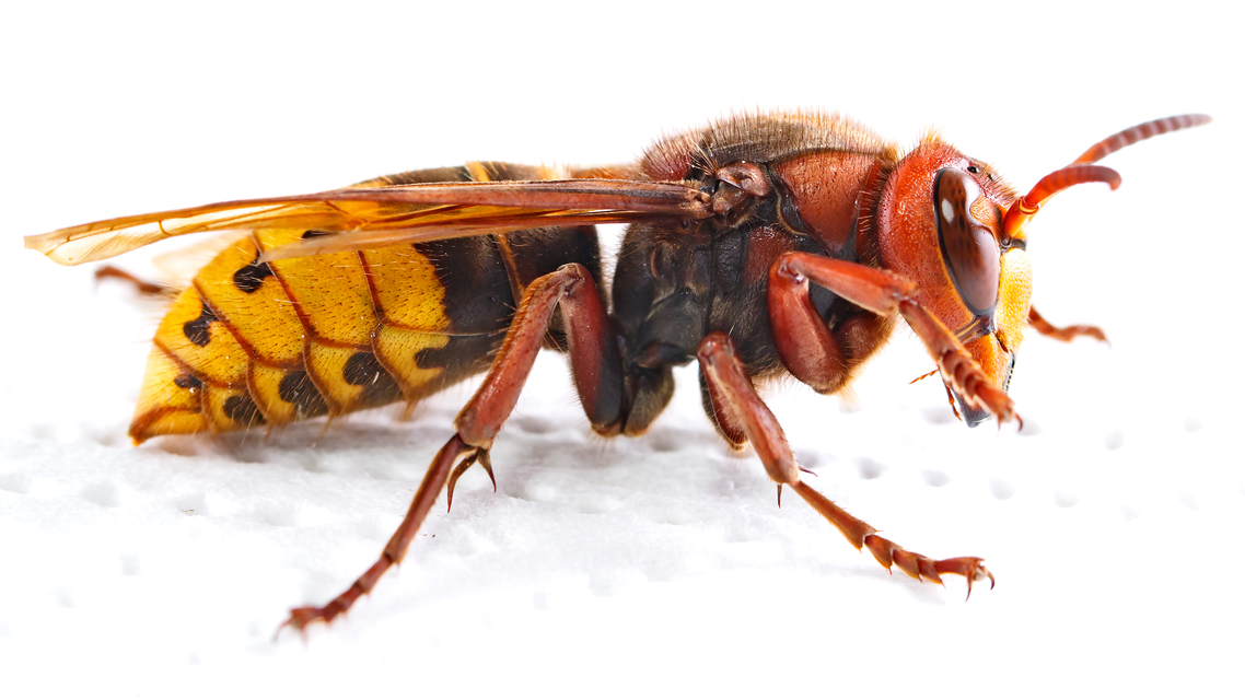 Vespa crabro - lódarázs