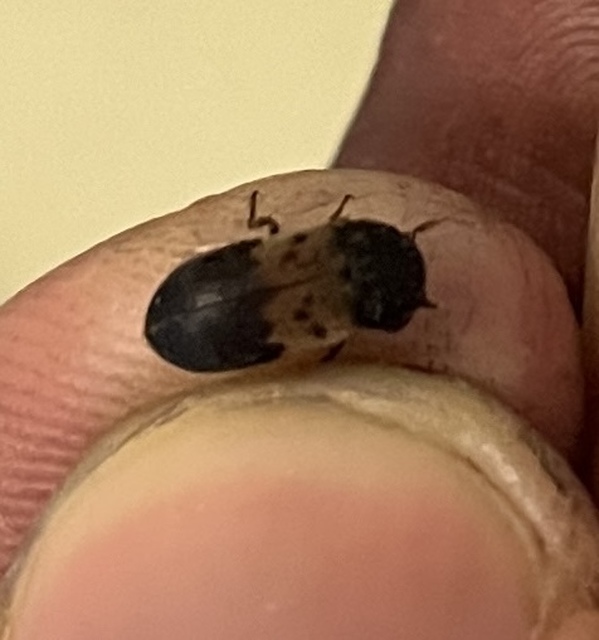 Dermestes lardarius - szalonnaporva Dermestes lardarius - szalonnaporva