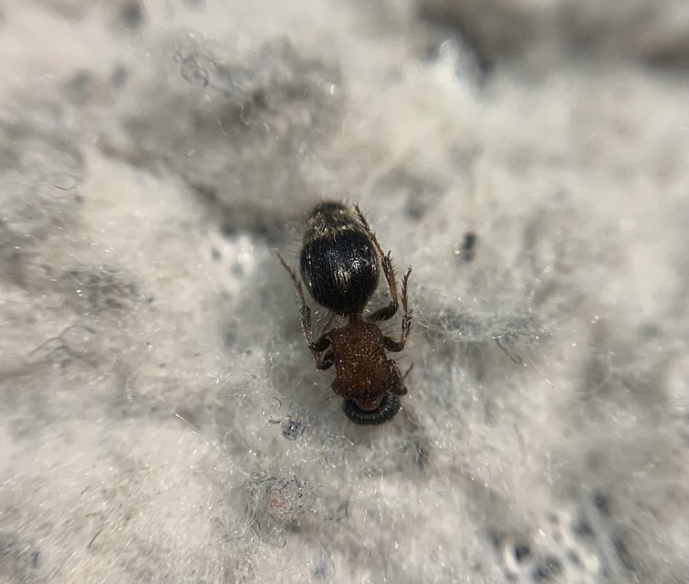 Smicromyrme sicanus - déli hangyadarázs