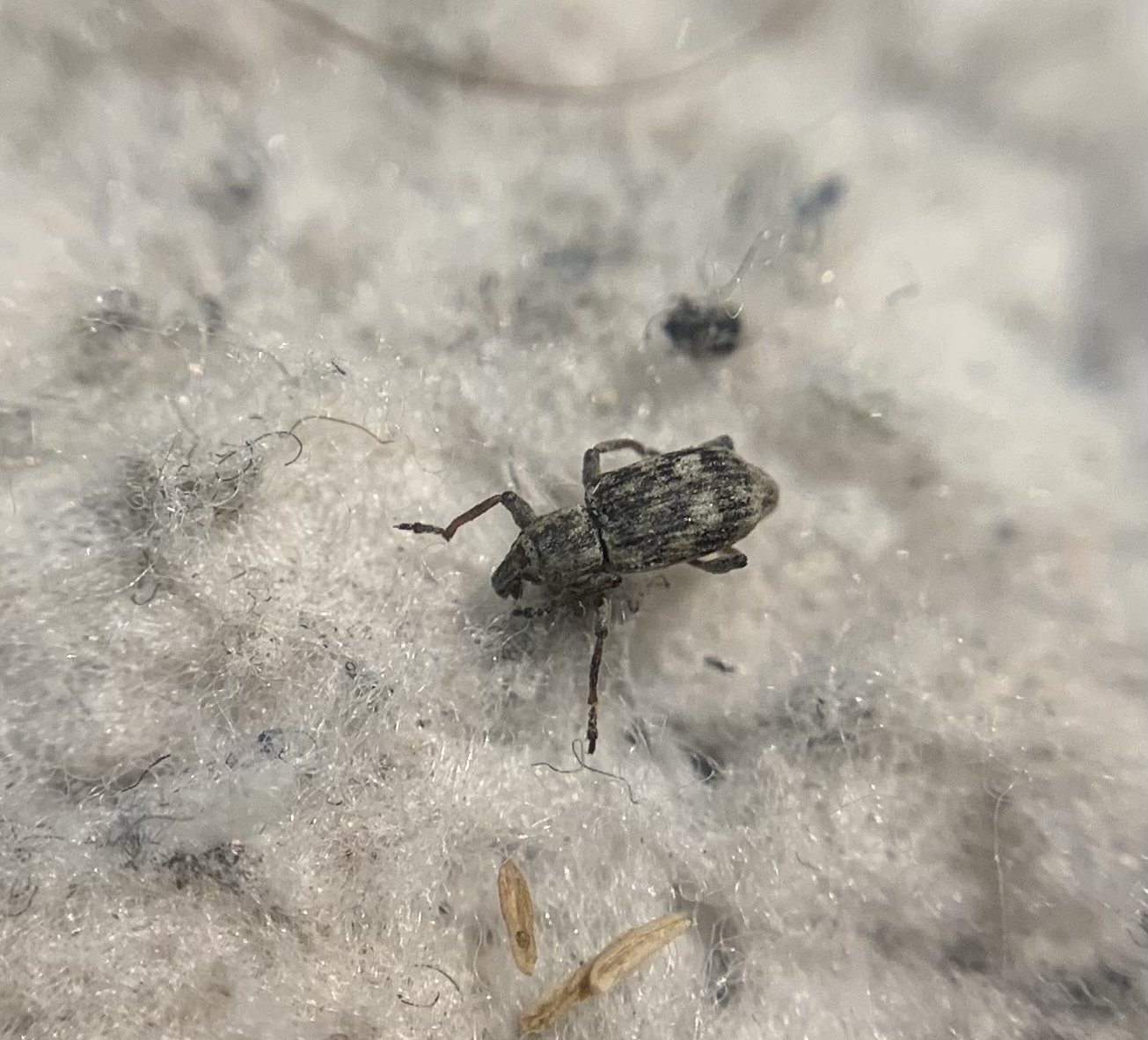 Hydronomus alismatis - hídőr-víziormányos